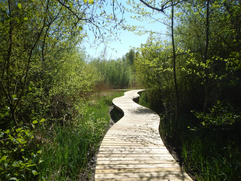 Les Rinceaux_1 Les Rinceaux_1