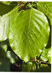 hetre_feuille_v hetre_feuille_v